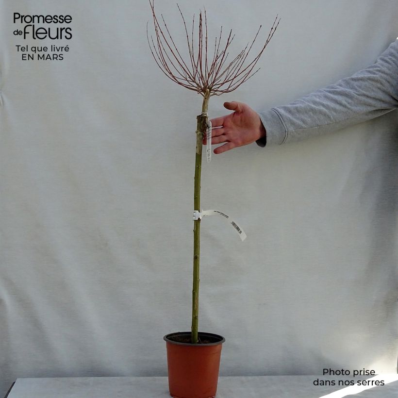 Exemplaar van Salix integra Hakuro Nishiki - Bonte wilg Pot van 2 l/3 l, Stengel zoals geleverd in de lente