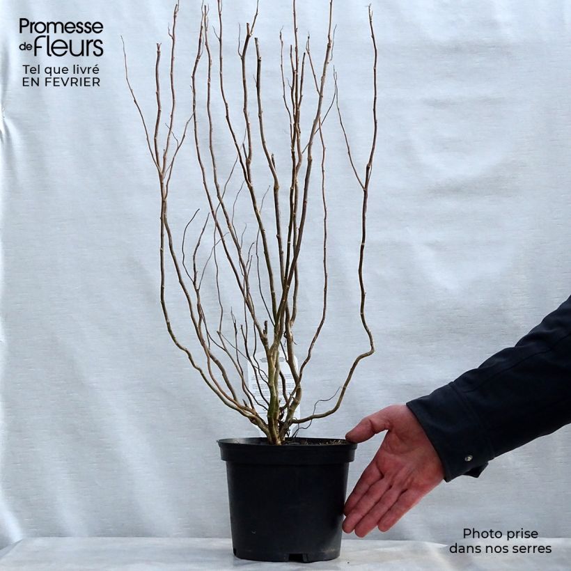 Example of Salix matsudana Tortuosa - Kronkelwilg Pot van 2 l/3 l as you get in hiver