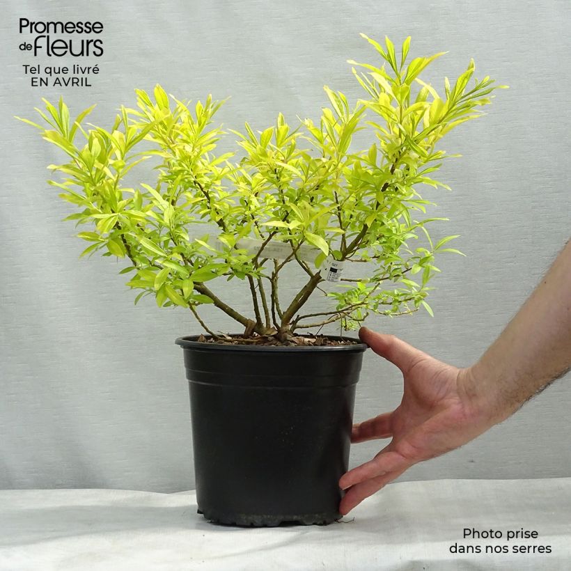 Exemplaar van Salix sachalinensis Golden Sunshine - Bandwilg Pot van 4 l/5 l zoals geleverd in de lente