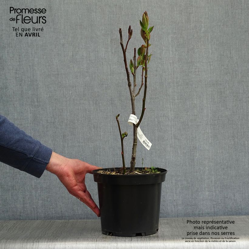 Exemplaar van Salix magnifica - Chinese grootbladige wilg Pot van 4 l/5 l zoals geleverd in de lente