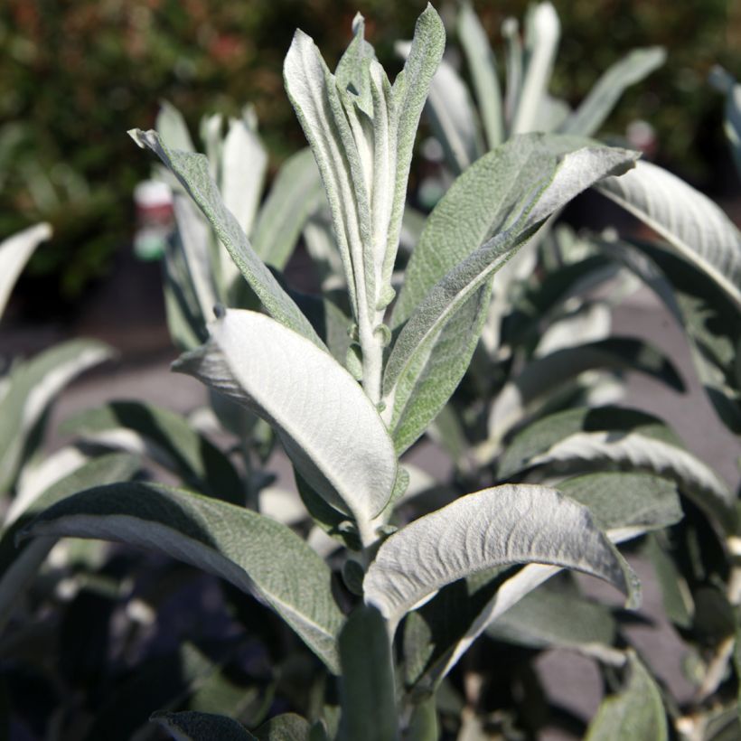 Salix candida Iceberg Alley - Witte wilg (Foliage)