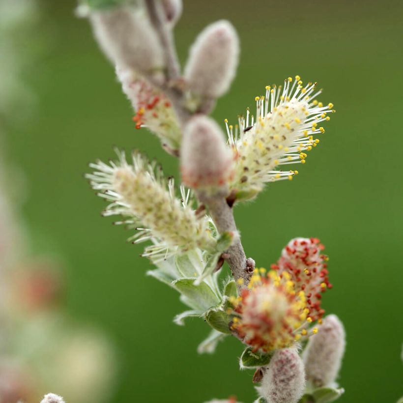 Salix candida Iceberg Alley - Witte wilg (Flowering)