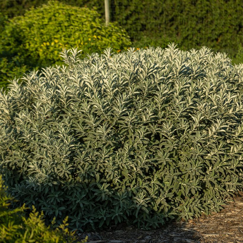 Salix candida Iceberg Alley - Witte wilg (Plant habit)