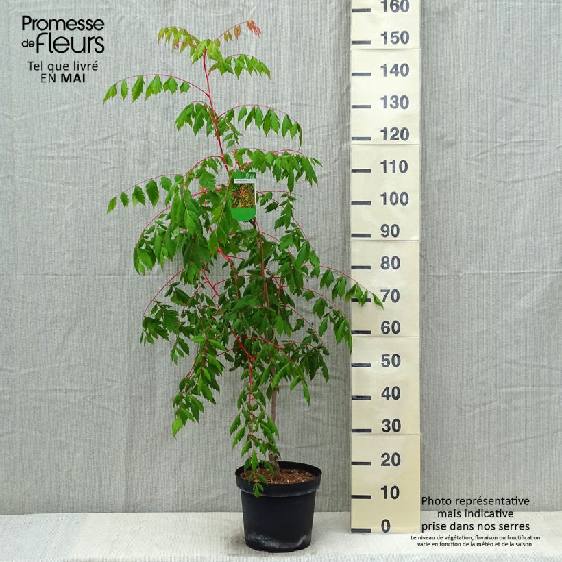 Example of Savonnier orange - Koelreuteria paniculata Coral Sun Pot van 7,5 l/10 l as you get in printemps