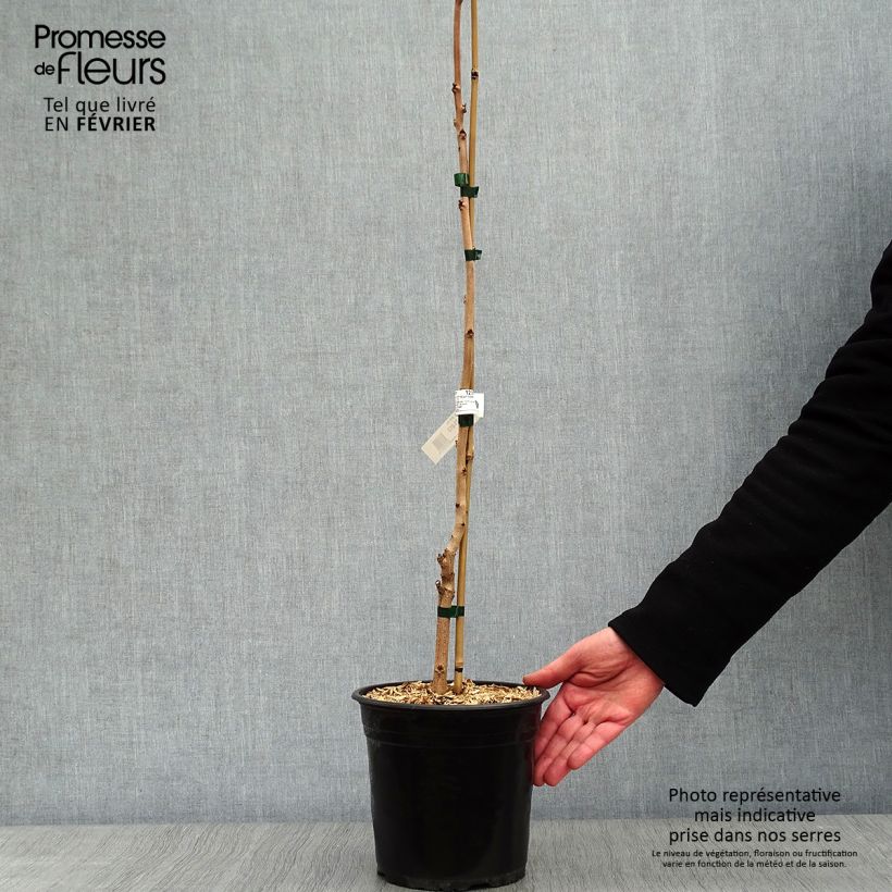 Example of Savonnier orange - Koelreuteria paniculata Coral Sun Pot van 3 l/4 l as you get in hiver