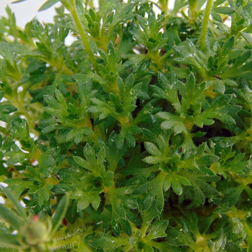 Saxifraga arendsii Adebar - Steenbreek (Foliage)