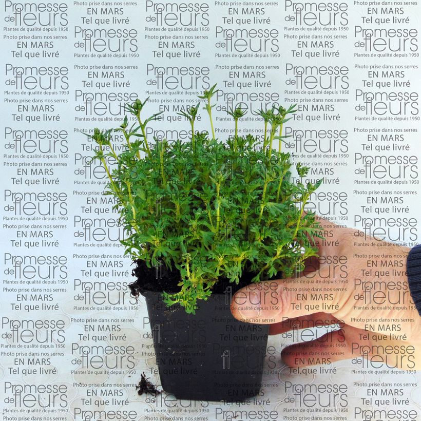 Example of Saxifraga arendsii Adebar - Steenbreek Kweekpotje van 8/9 cm as you get