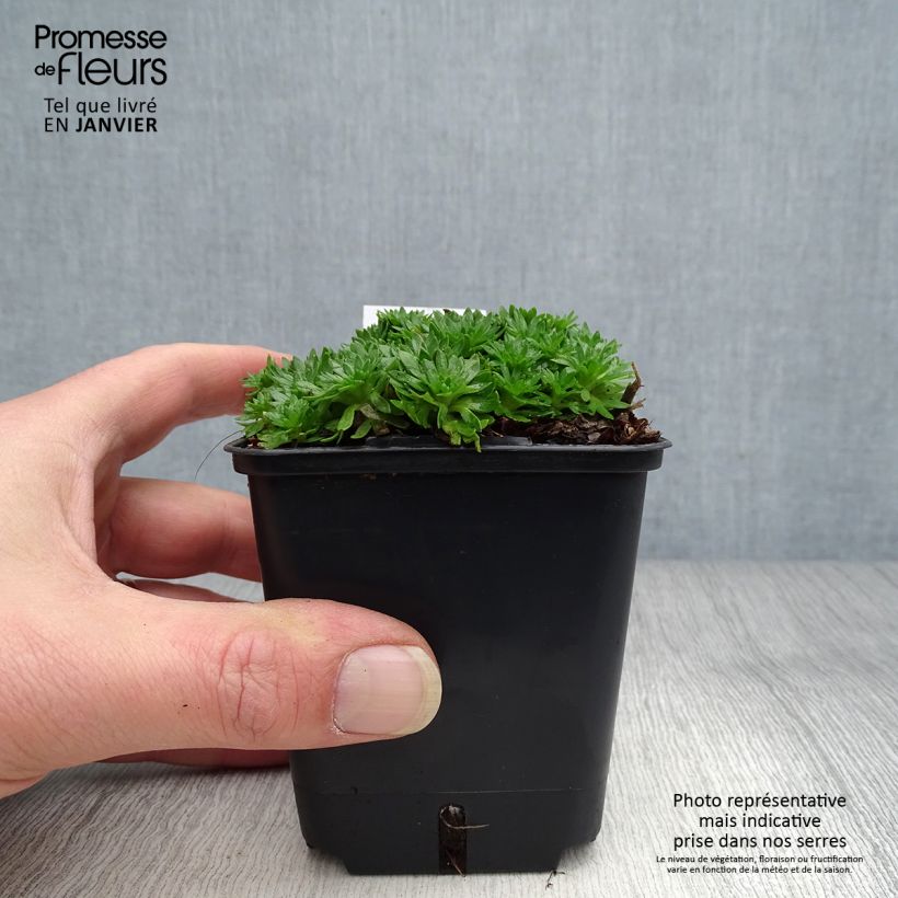 Example of Saxifraga arendsii Compactum - Steenbreek Kweekpotje van 8/9 cm as you get in hiver