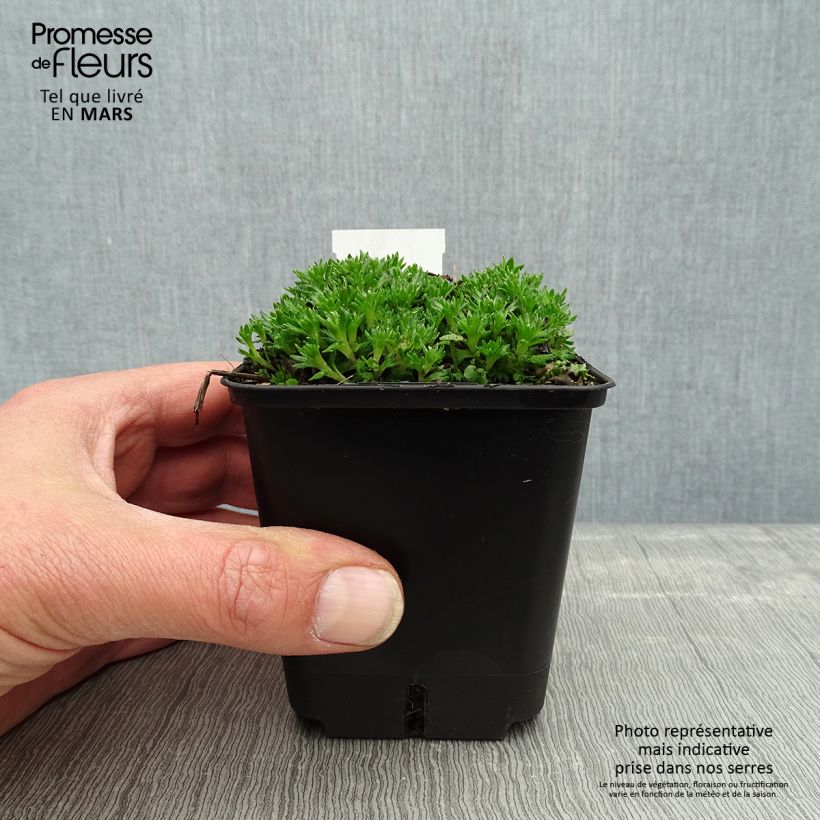 Exemplaar van Saxifraga arendsii Compactum - Steenbreek Kweekpotje van 8/9 cm zoals geleverd in de lente