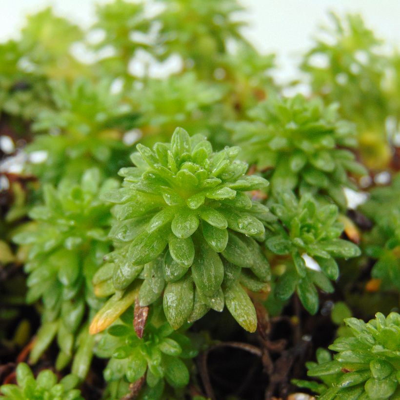 Saxifraga arendsii Peter Pan - Mossteenbreek (Foliage)