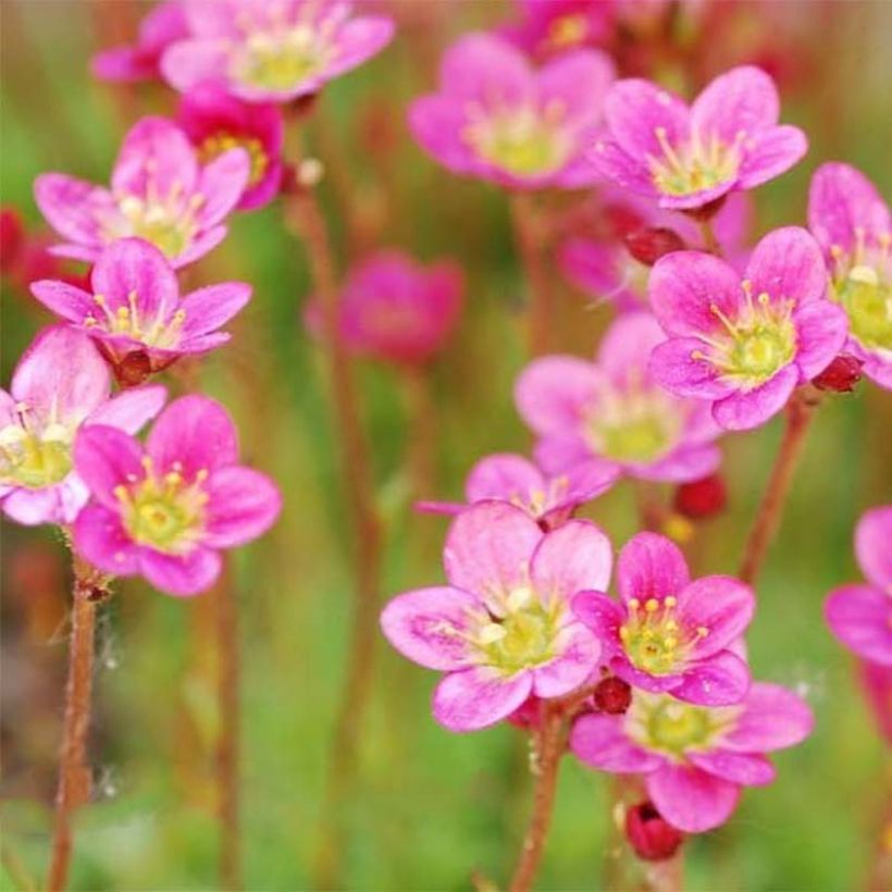 Saxifraga arendsii Purpurteppich - Steenbreek (Flowering)