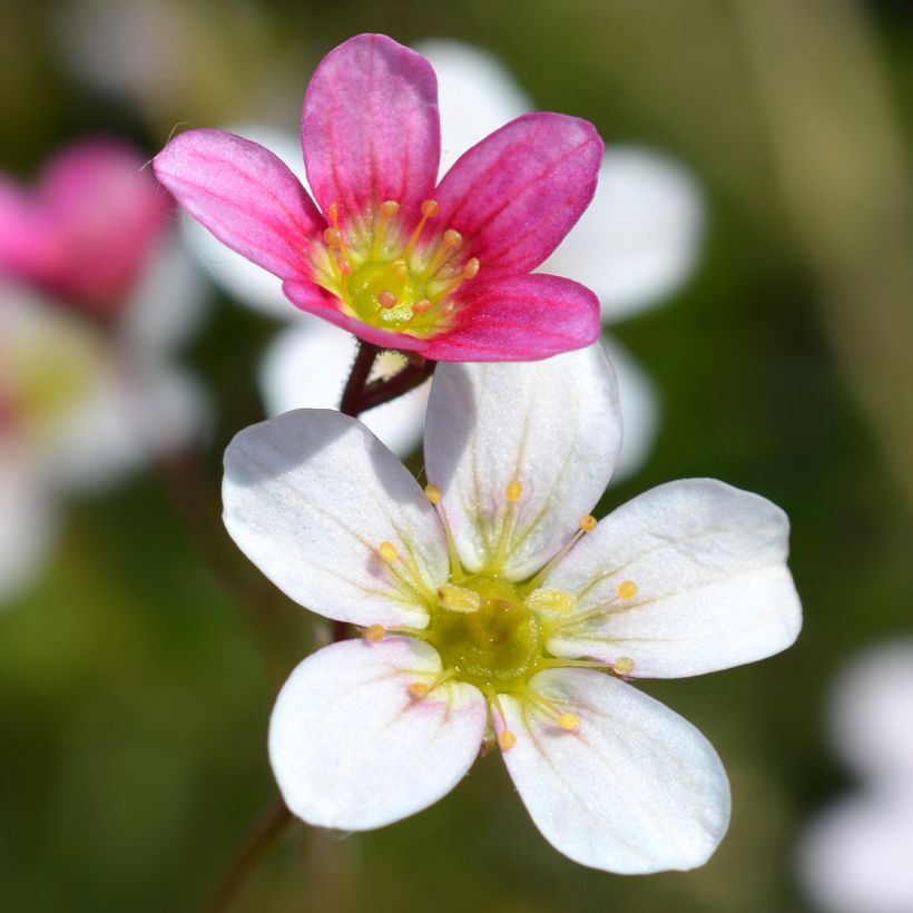 Saxifraga arendsii Ware's Crimson - Steenbreek (Bloei)