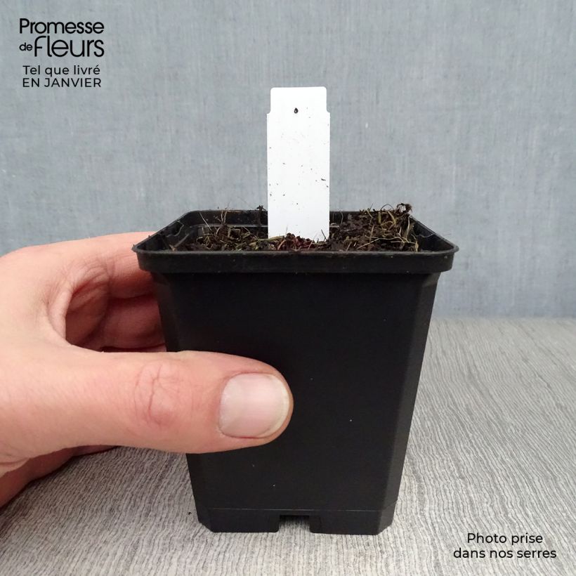 Example of Saxifraga cortusifolia Black Ruby - Saxifrage à feuilles noires Kweekpotje van 8/9 cm as you get in hiver