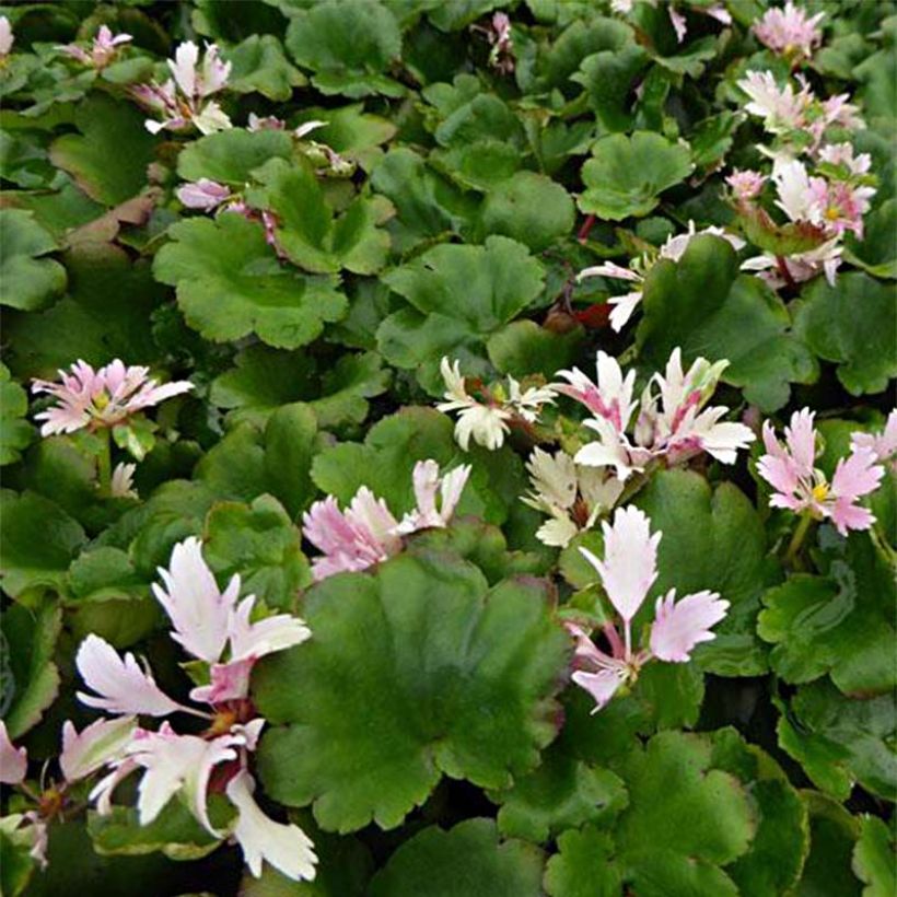 Saxifraga cortusifolia Cheap Confections - Herfststeenbreek (Blad)