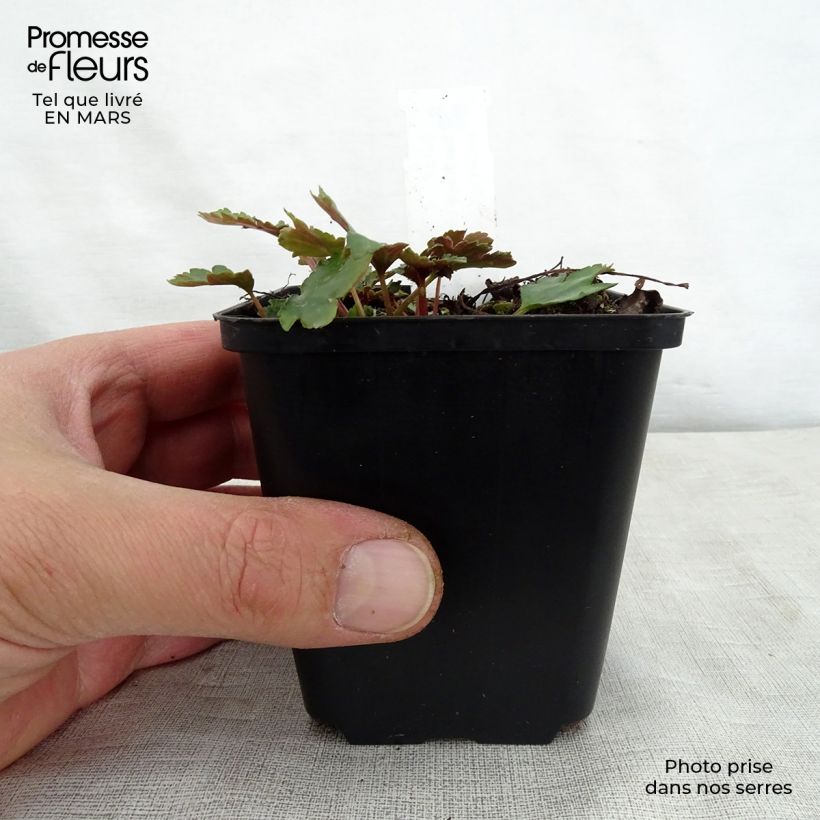 Exemplaar van Saxifraga cortusifolia Shiranami - Herfststeenbreek Kweekpotje van 8/9 cm zoals geleverd in de lente