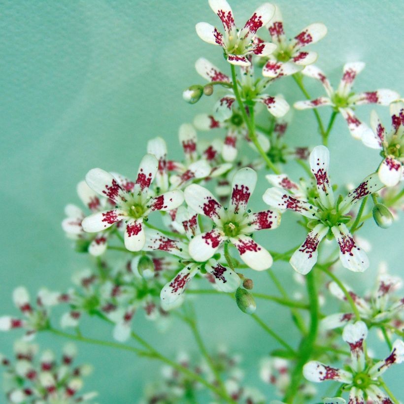 Saxifraga cotyledon Southside Seedling - Steenbreek (Flowering)