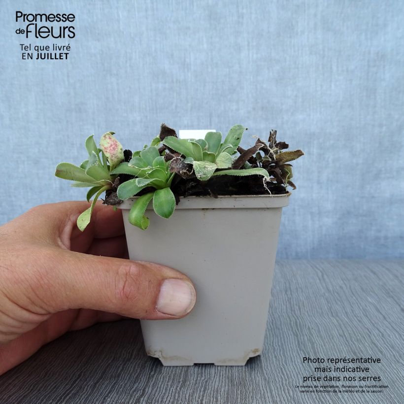 Exemplaar van Saxifraga cotyledon Southside Seedling - Steenbreek Kweekpotje van 8/9 cm zoals geleverd in de zomer