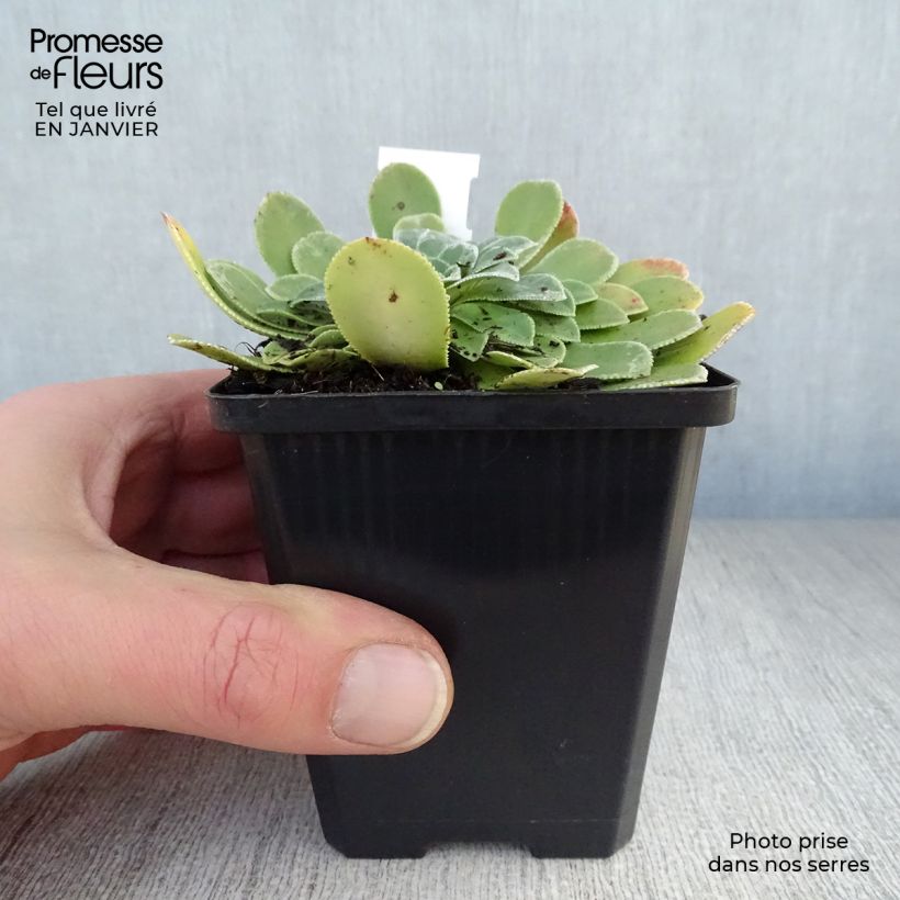 Example of Saxifraga cotyledon Southside Seedling - Saxifrage des montagnes Kweekpotje van 8/9 cm as you get in hiver