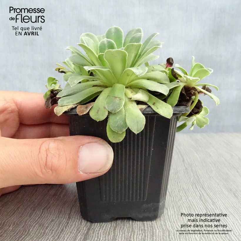 Exemplaar van Saxifraga cotyledon Southside Seedling - Steenbreek Kweekpotje van 8/9 cm zoals geleverd in de lente