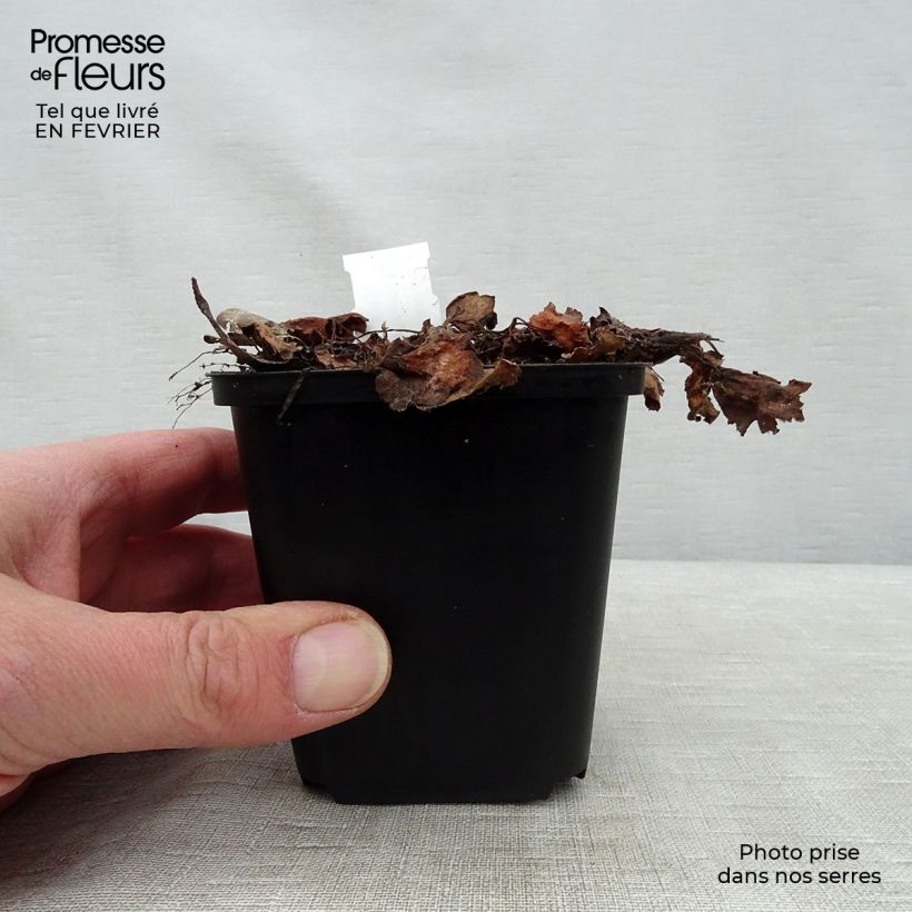 Example of Saxifraga fortunei Beni Tsukasa - Steenbreek Kweekpotje van 8/9 cm as you get in hiver