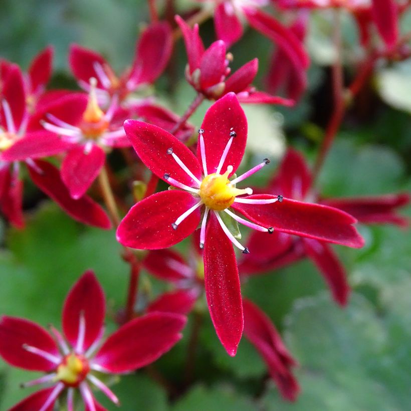Saxifraga fortunei Beni Tsukasa - Steenbreek (Flowering)