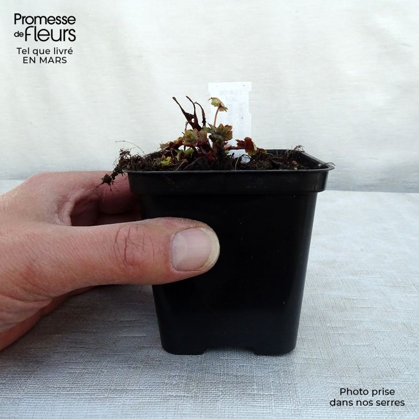 Exemplaar van Saxifraga fortunei Gokka - Steenbreek Kweekpotje van 8/9 cm zoals geleverd in de winter