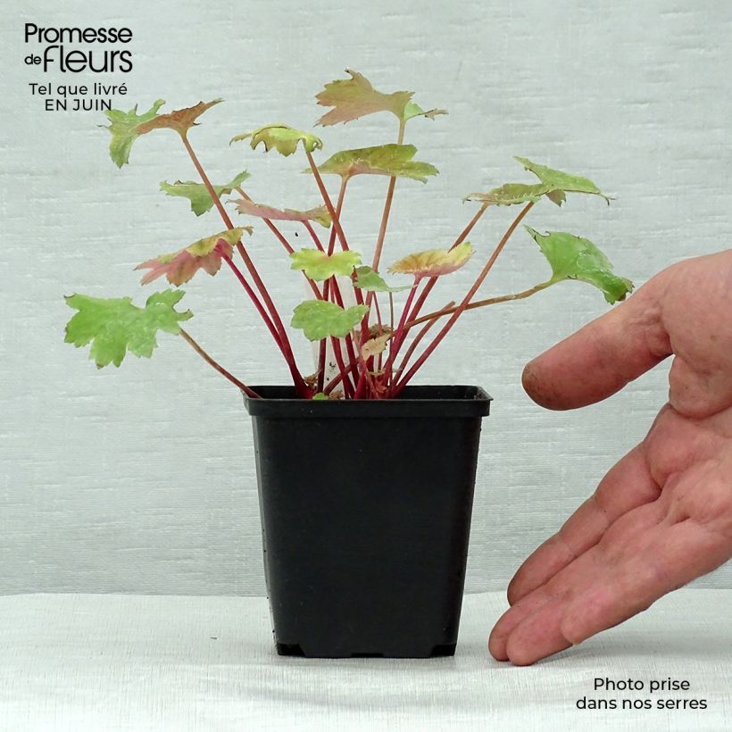 Exemplaar van Saxifraga fortunei Wada - Steenbreek Kweekpotje van 8/9 cm zoals geleverd in de zomer