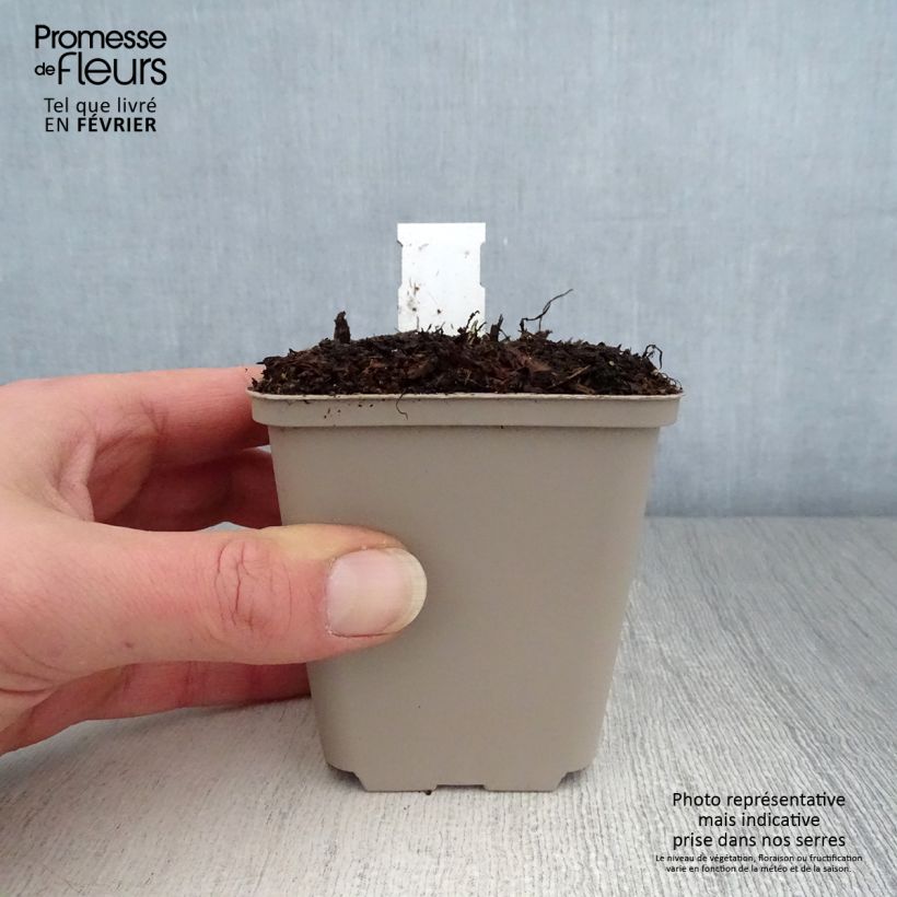 Example of Saxifraga fortunei Wada - Saxifrage Kweekpotje van 8/9 cm as you get in hiver