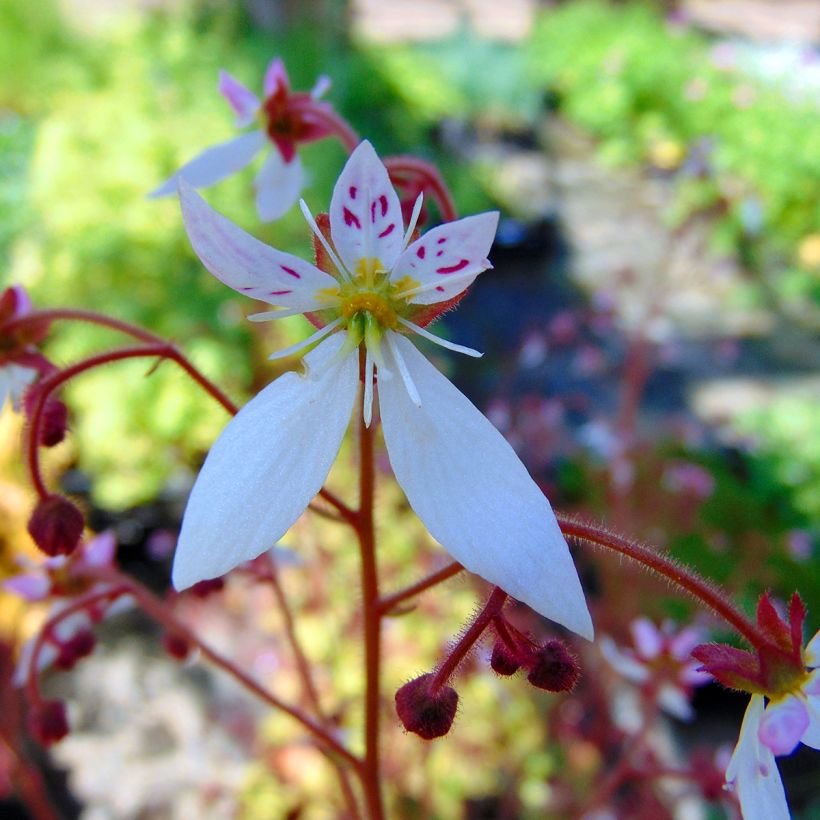 Saxifraga stolonifera Cuscutiformis - Moederplantje (Bloei)