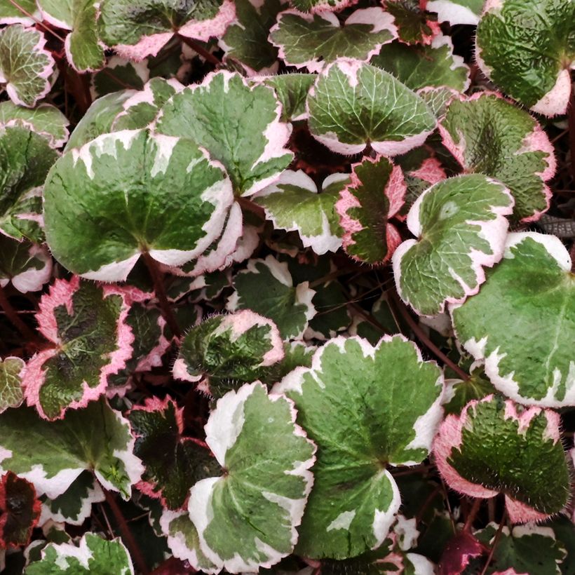 Saxifraga stolonifera Variegata - Moederplantje (Blad)