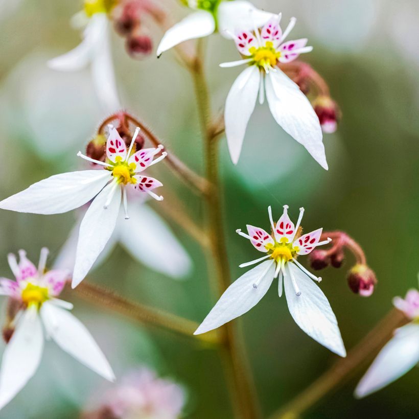 Saxifraga stolonifera Variegata - Moederplantje (Bloei)