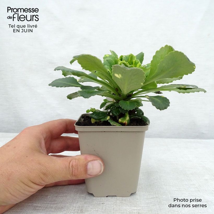 Exemplaar van Saxifraga umbrosa Variegata - Steenbreek Kweekpotje van 8/9 cm zoals geleverd in de zomer
