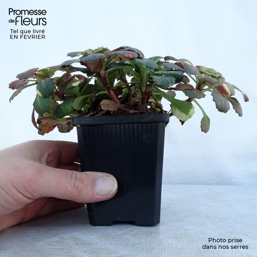 Example of Saxifraga umbrosa Variegata - Steenbreek Kweekpotje van 8/9 cm as you get in hiver