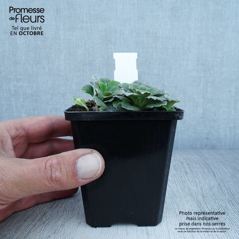 Exemplaar van Saxifraga umbrosa Variegata - Steenbreek Kweekpotje van 8/9 cm zoals geleverd in de herfst