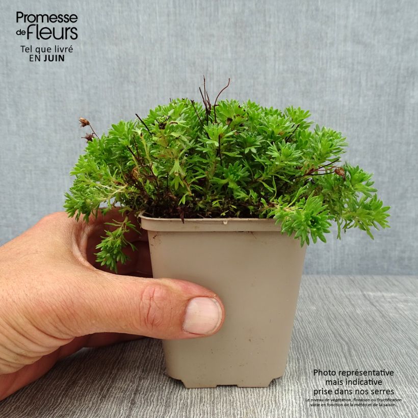 Exemplaar van Saxifraga Pixie - Mossteenbreek Kweekpotje van 8/9 cm zoals geleverd in de zomer