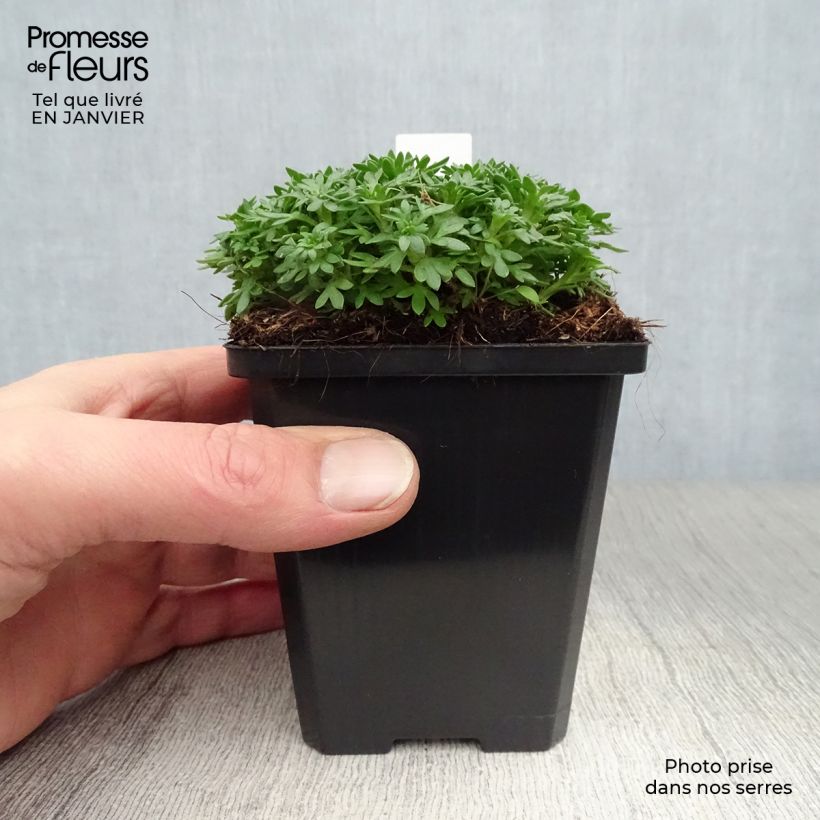 Example of Saxifraga x arendsii Pixie - Saxifrage mousse Kweekpotje van 8/9 cm as you get in hiver