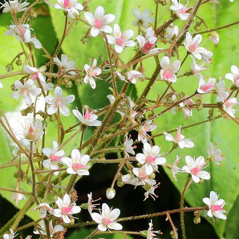 Saxifraga urbium - Schildersverdriet (Flowering)