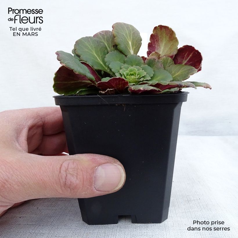 Example of Saxifraga urbium - Schildersverdriet Kweekpotje van 8/9 cm as you get in hiver