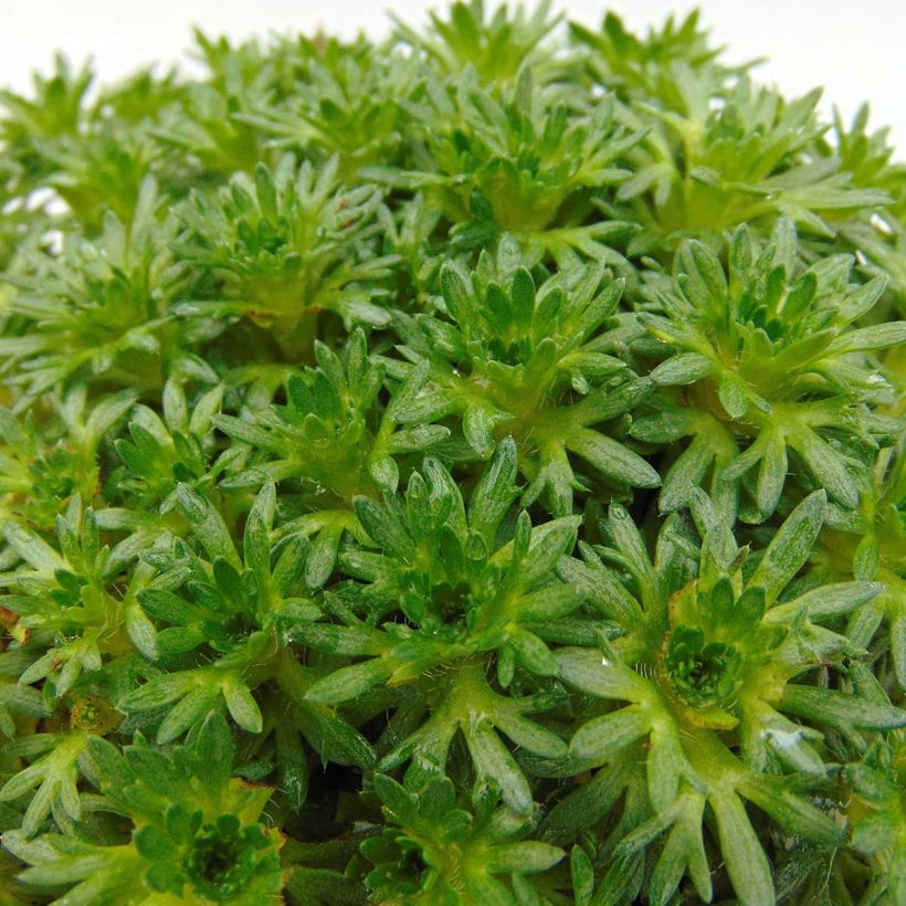 Saxifraga arendsii Pixie White - Steenbreek (Foliage)