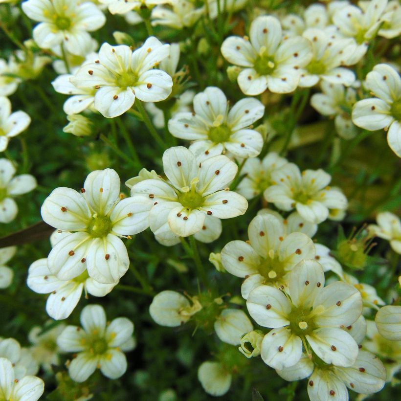 Saxifraga arendsii Pixie White - Steenbreek (Flowering)