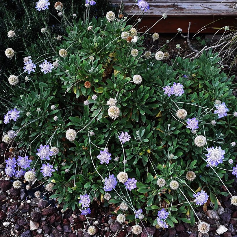 Scabiosa columbaria Butterfly Blue - Duifkruid (Groeiplaats)