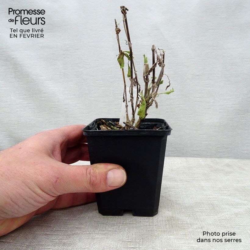 Exemplaar van Scabiosa Cherry Vanilla Scoop - Duifkruid Kweekpotje van 8/9 cm zoals geleverd in de winter