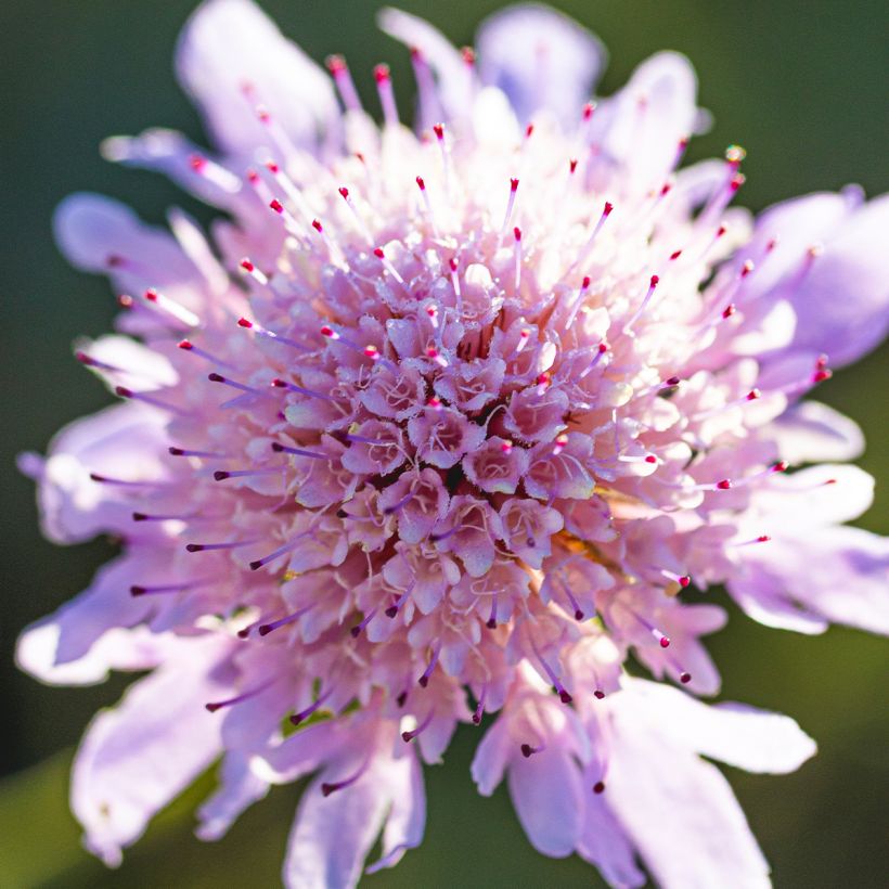 Scabiosa columbaria Pincushion Pink - Duifkruid (Bloei)