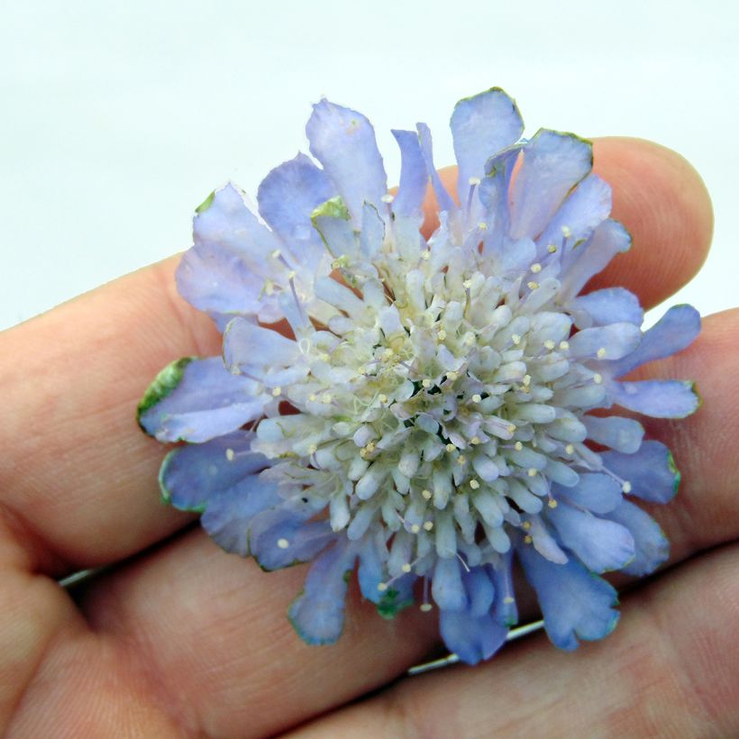 Scabiosa columbaria Butterfly Blue - Duifkruid (Flowering)