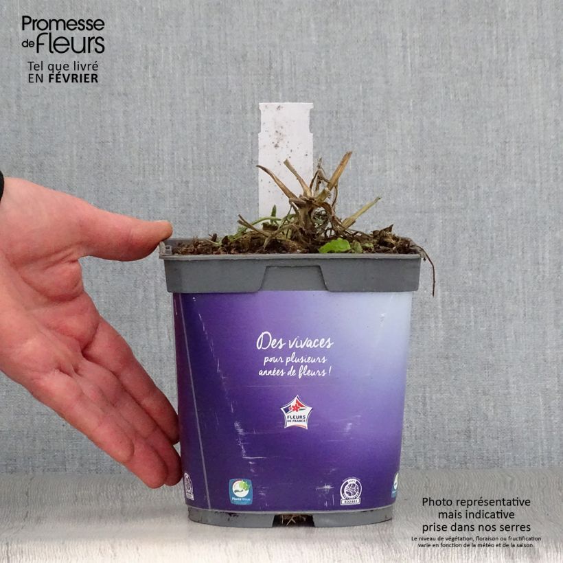 Example of Scabiosa columbaria Butterfly Blue - Duifkruid Pot van 2 l/3 l as you get in hiver