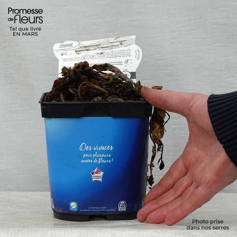 Exemplaar van Scabiosa columbaria Butterfly Blue - Duifkruid Pot van 2 l/3 l zoals geleverd in de lente