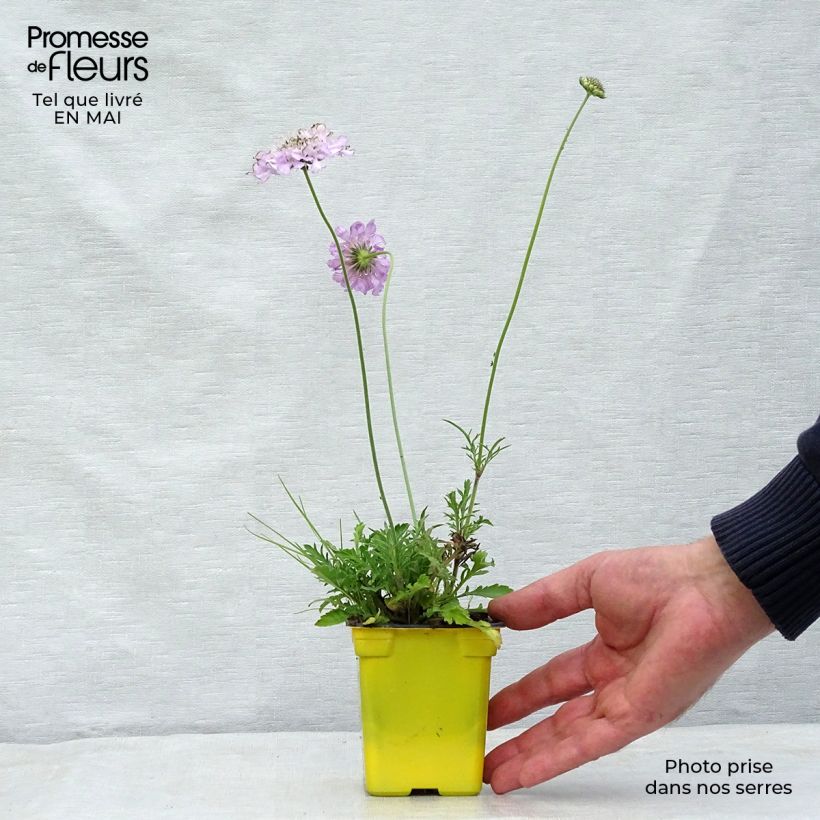 Exemplaar van Scabiosa columbaria Pink Mist - Duifkruid Kweekpotje van 7/8 cm zoals geleverd in de lente