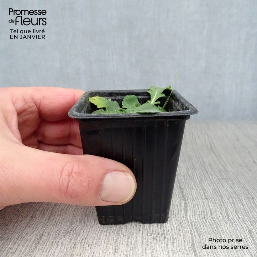 Example of Scabiosa columbaria Pink Mist - Duifkruid Kweekpotje van 7/8 cm as you get in hiver