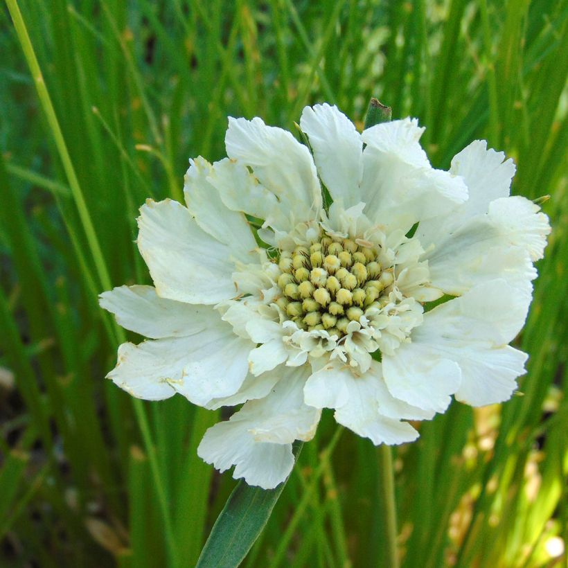Scabiosa caucasica Alba - Kaukasisch duifkruid (Flowering)