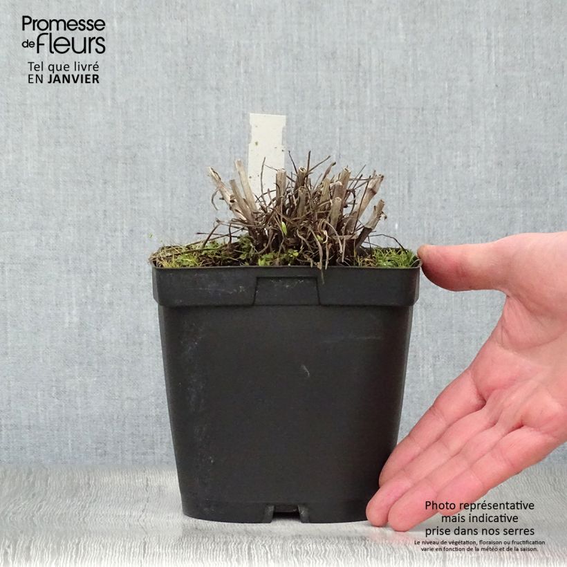 Example of Scabieuse du Caucase - Scabiosa caucasica Alba Pot van 2 l/3 l as you get in hiver